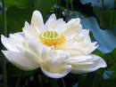 Enlightenment Lotus