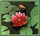 Qigong lotus