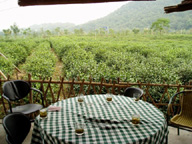 healing tea field